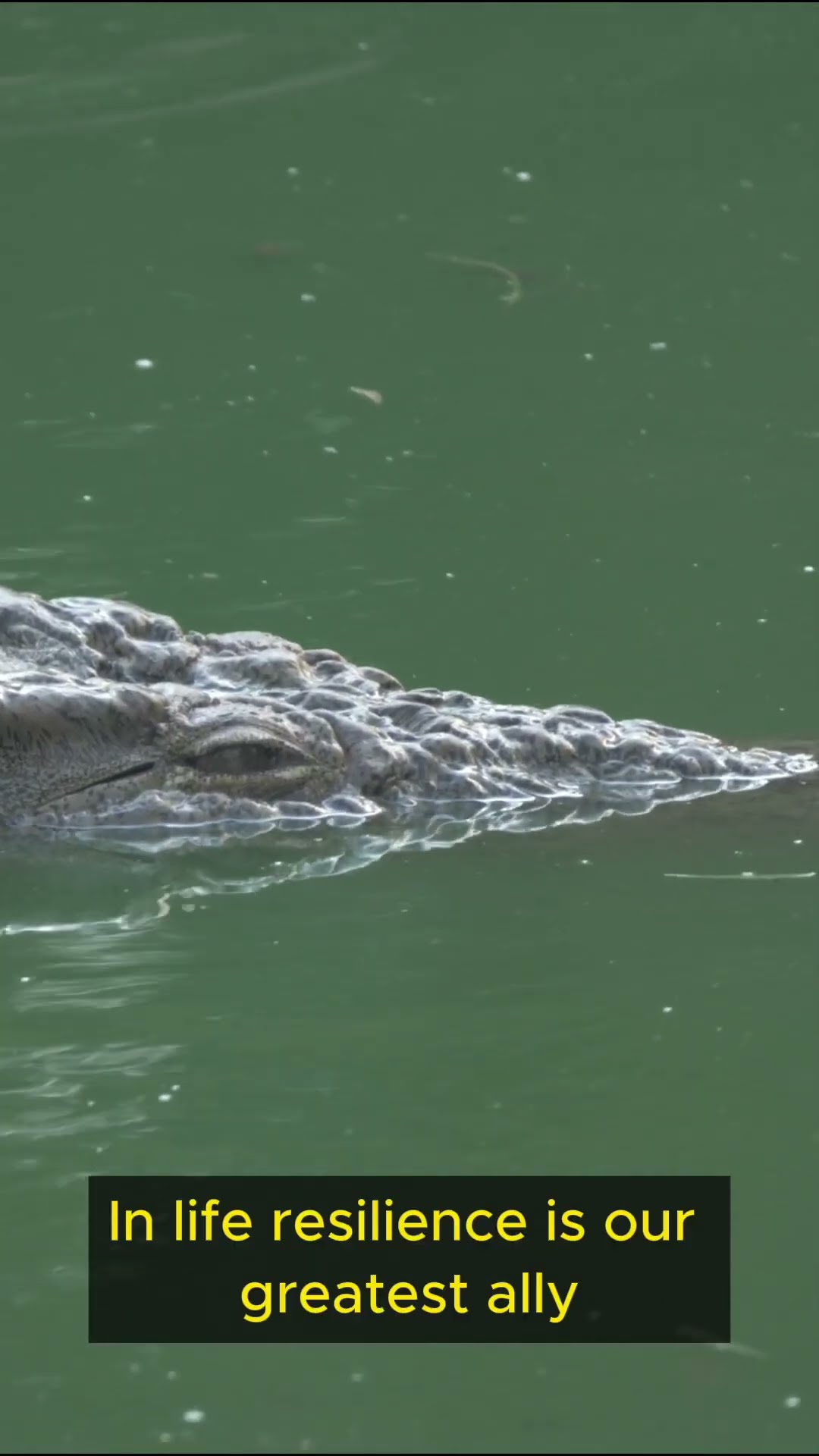 Life Lessons from Crocodiles Part 3 #shorts #mindfulness #exploration #wisdom #crocodile